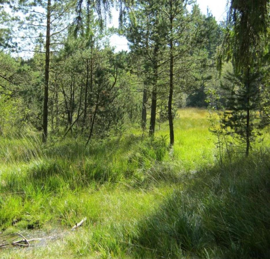 Haus Beate, Fewo Im Bienenparadies Kirchberg  Exteriör bild